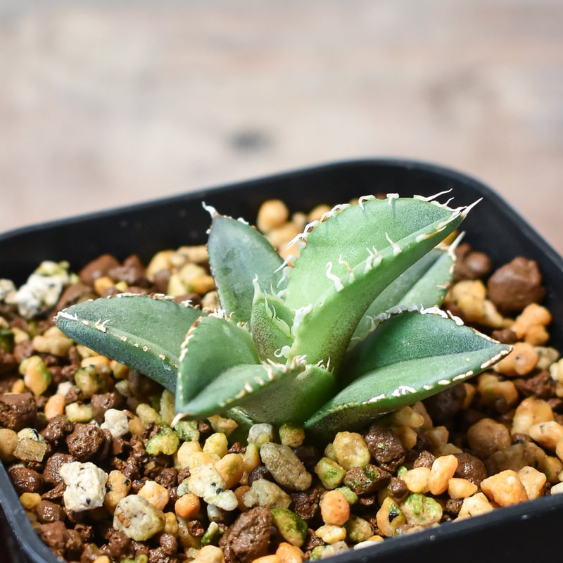 アガベ チタノタ ホオジロザメ 