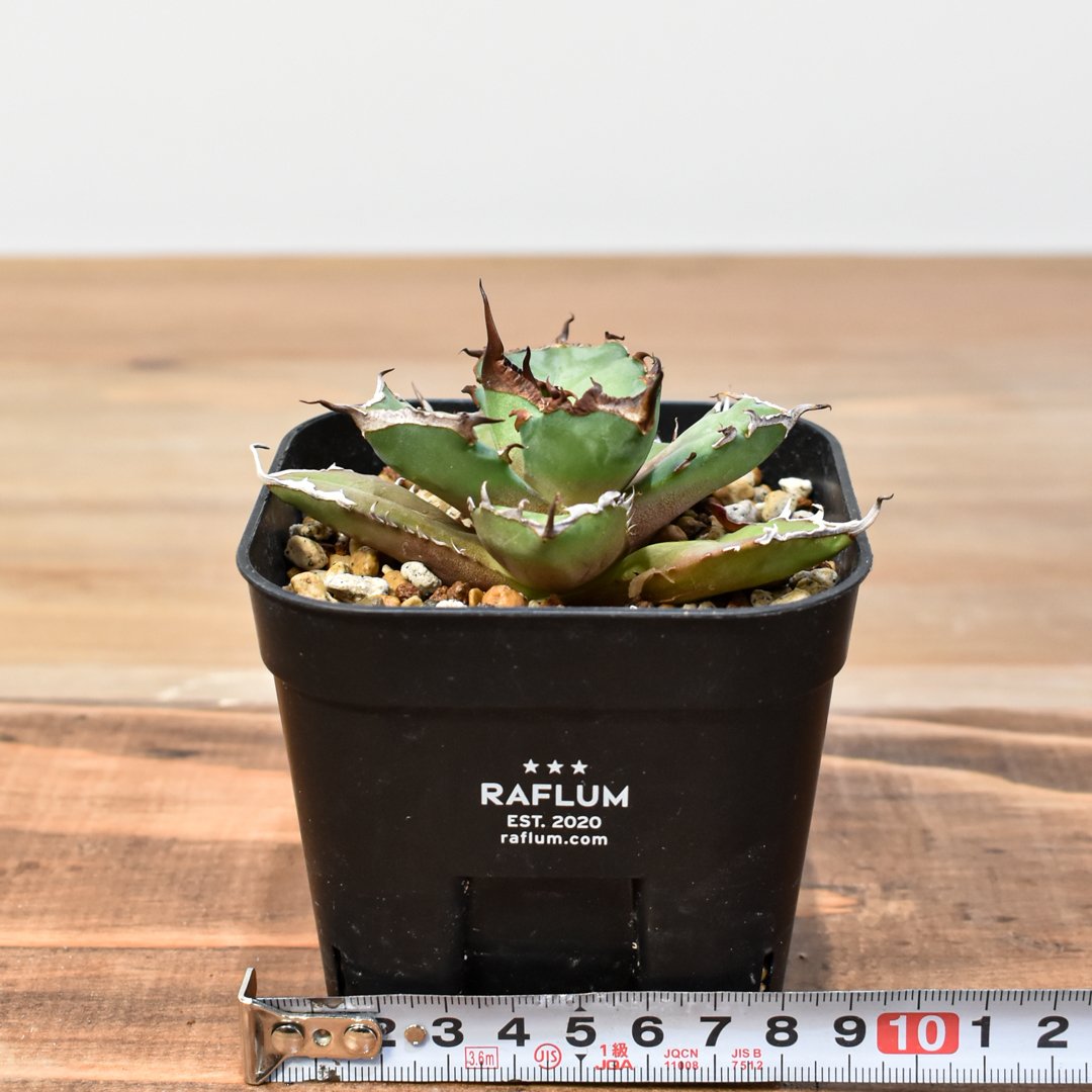 アガベ チタノタ DENNIS043【台湾DENNIS産/発根済み/中株】C DN25010