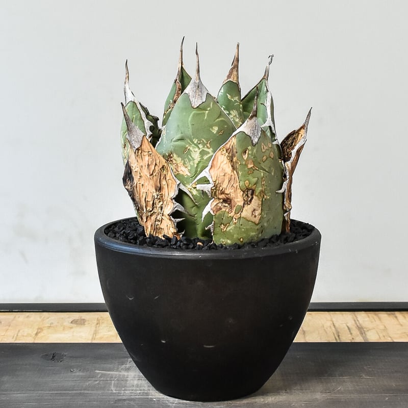 アガベ オアハカ 