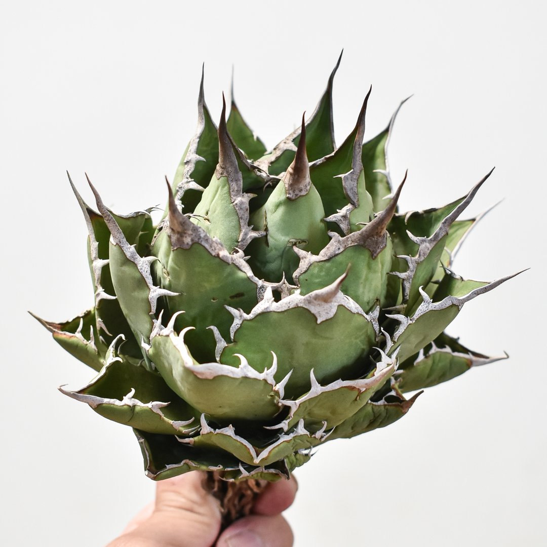 アガベ チタノタ 