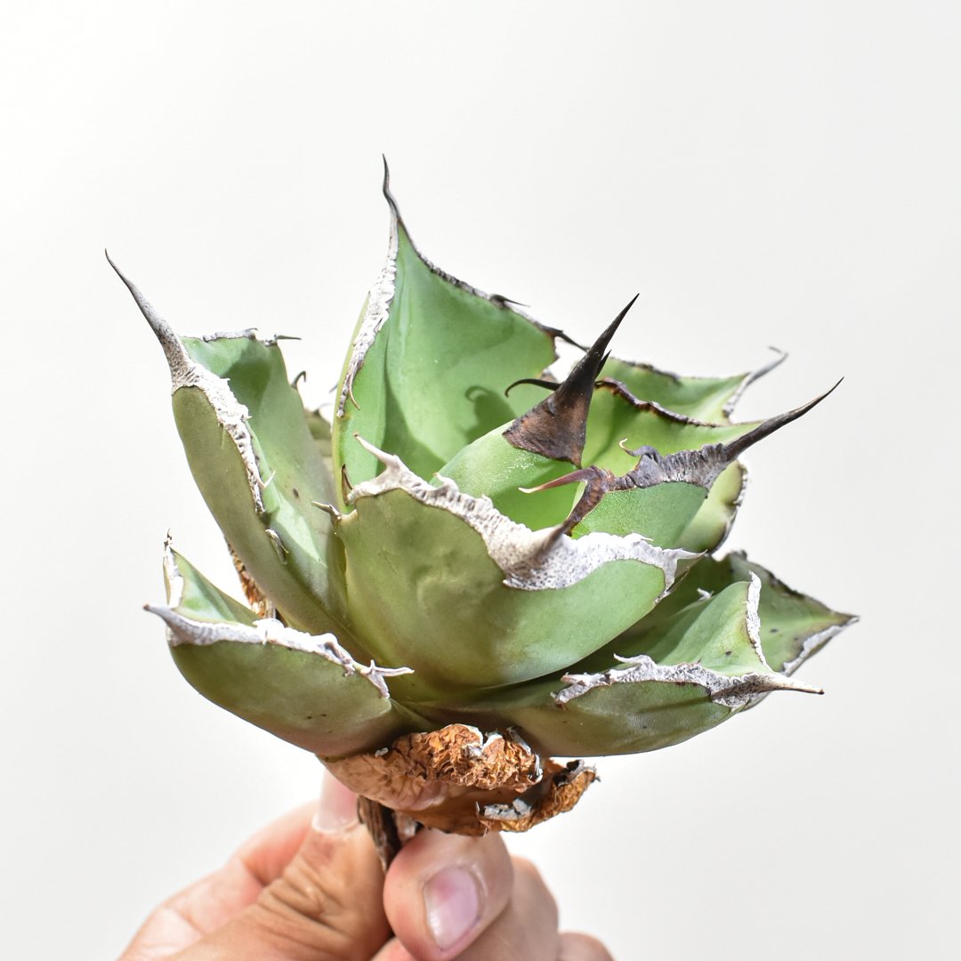 アガベ チタノタ 