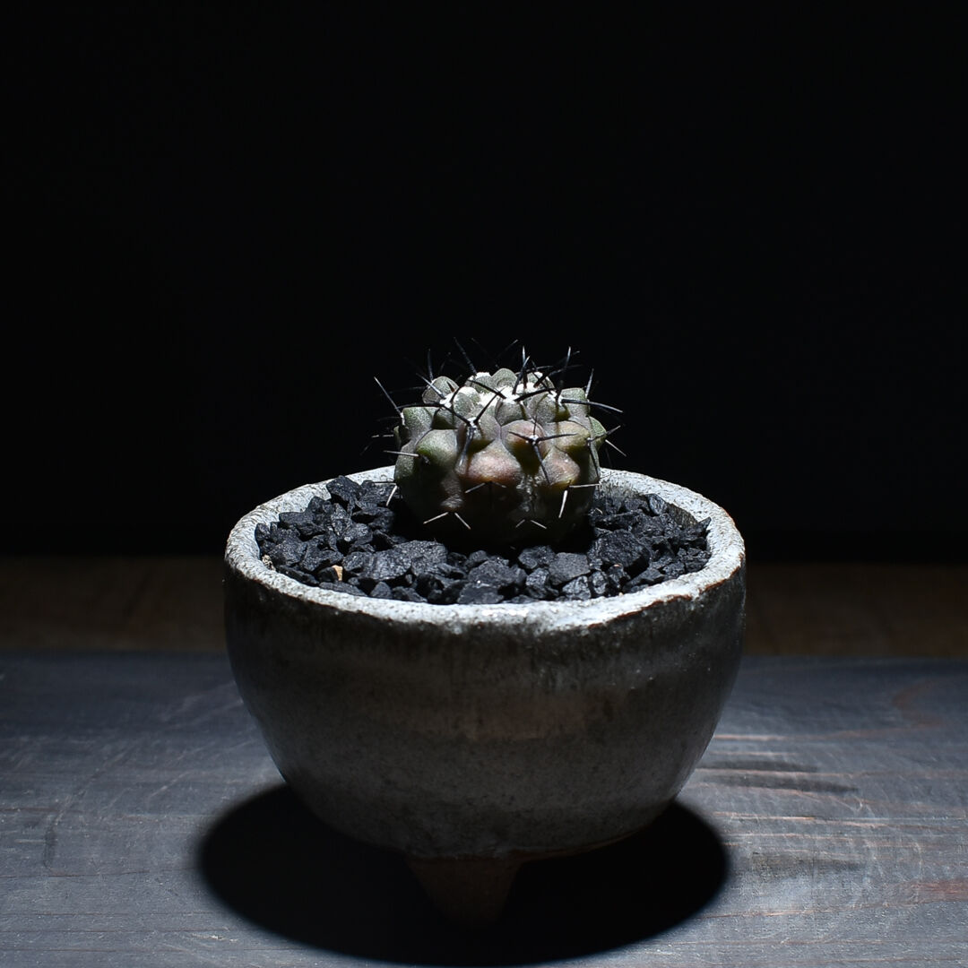 コピアポア シネレア 