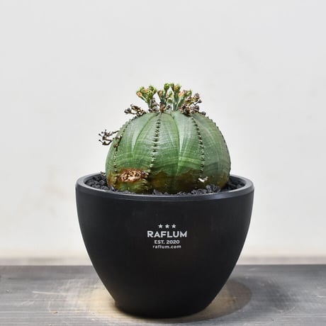 CATEGORY オベサ /オールド オベサ | RAFLUM / ラフラム｜東京、大阪の