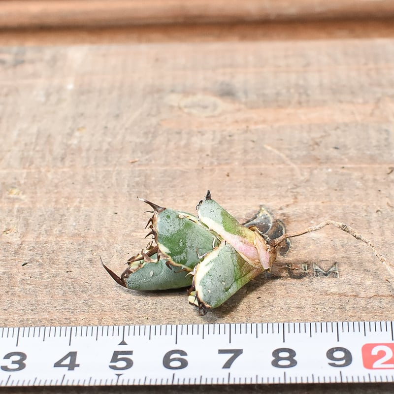 アガベ チタノタ 