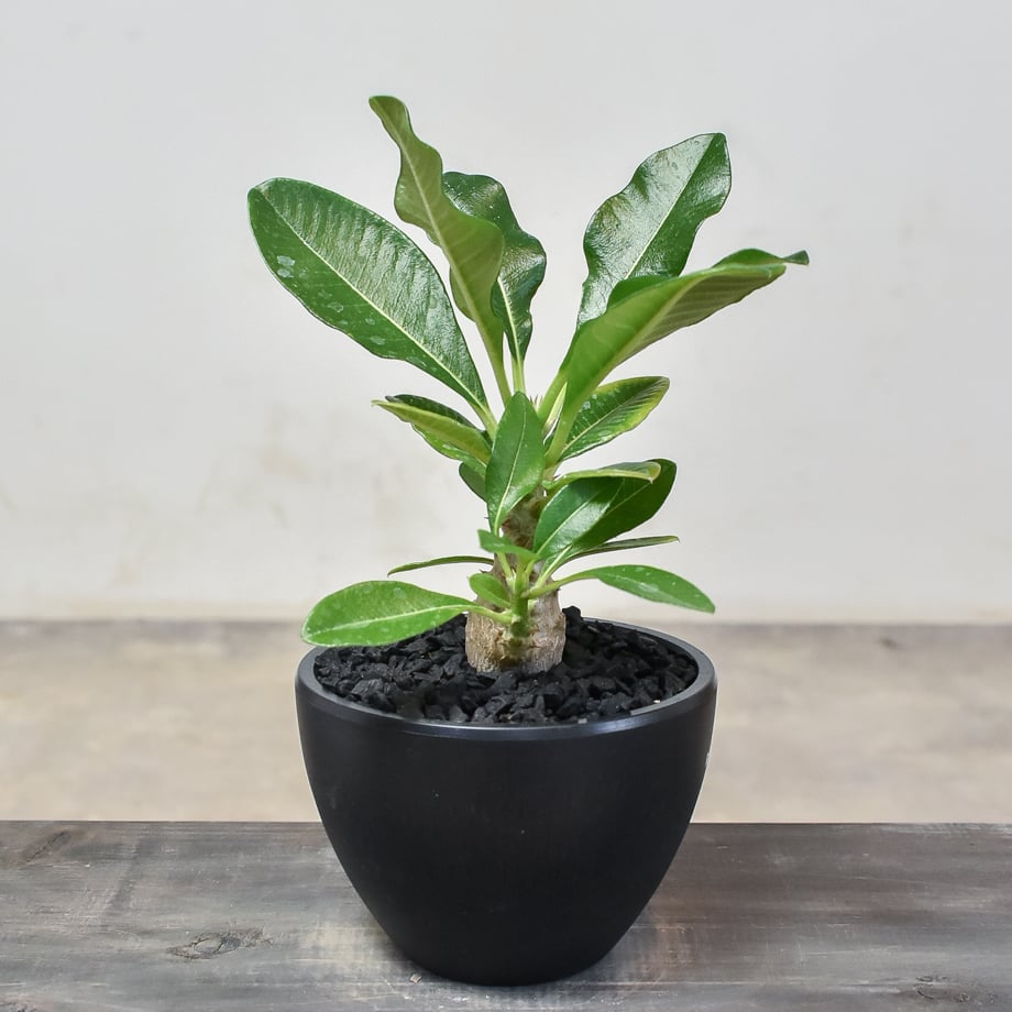 パキポディウム ウィンゾリー 【実生】RF231892(T) | RAFLUM