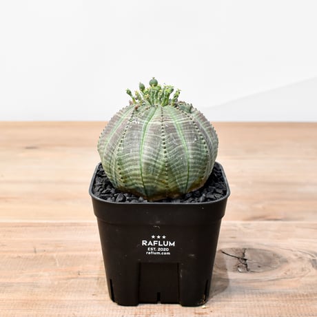 CATEGORY オベサ /オールド オベサ | RAFLUM / ラフラム｜東京、大阪の