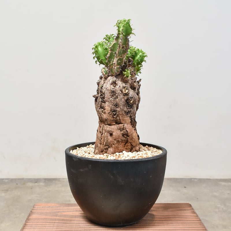 ユーフォルビア ムランジーナ 【発根済み】RF231965(T) | RAFLUM