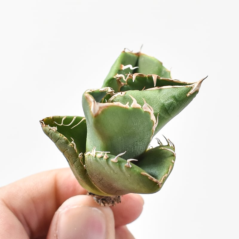 アガベ チタノタ 