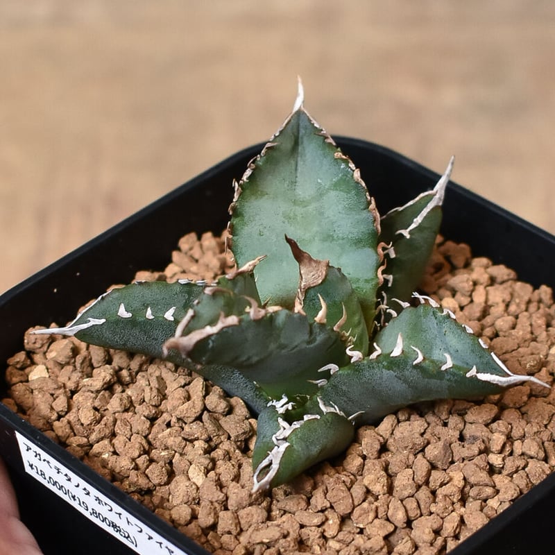 アガベ チタノタ ホワイトファイヤー 