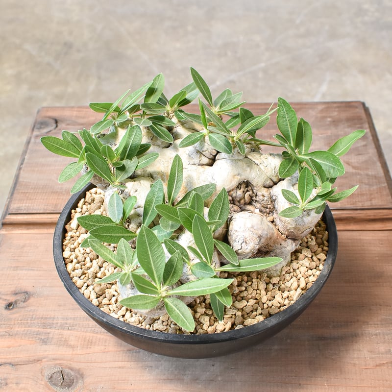 パキポディウム ブレビカウレ 