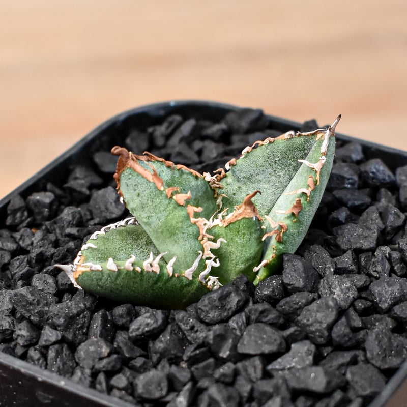 アガベ チタノタ Shi-hao 