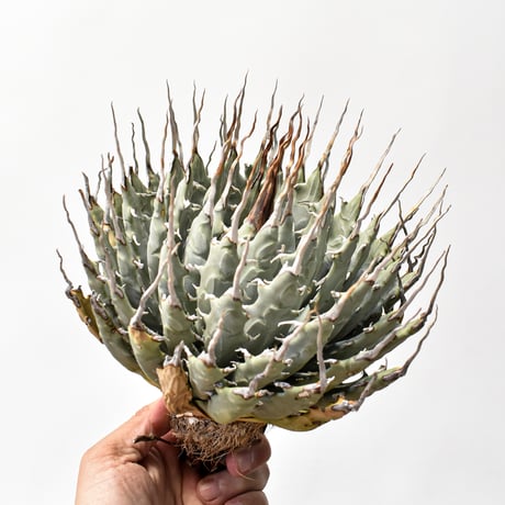 エボリスピナ | STORES