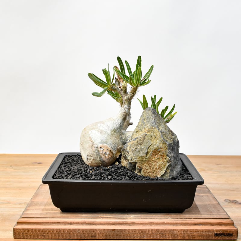 WACK” ON YOUR SIDE】パキポディウム グラキリス WACK-B087 |