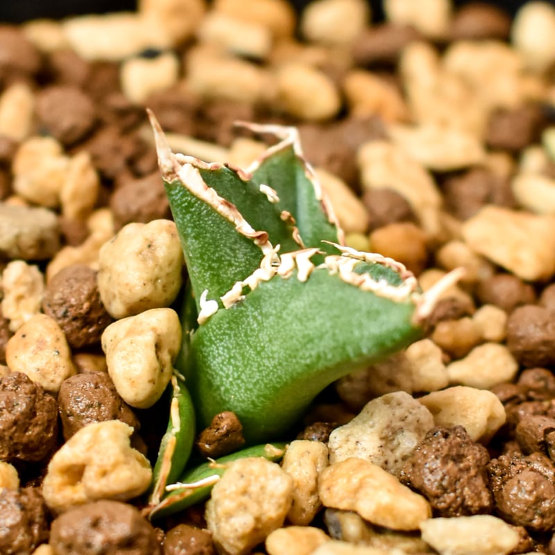 アガベ チタノタ ホオジロザメ 