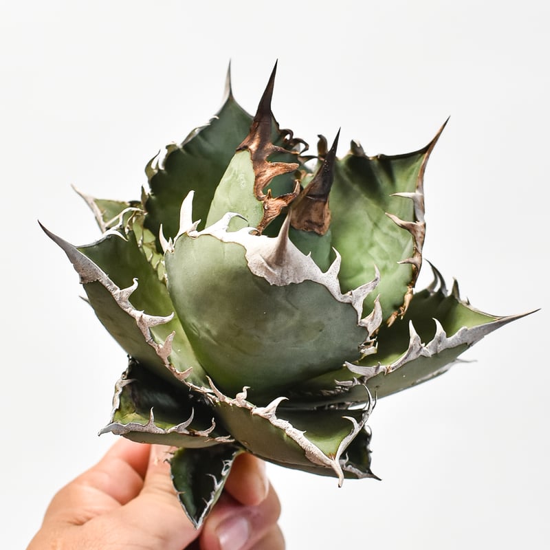 国内実生最高峰】アガベ オテロイ【OSPセレクト株 / 抜き苗 / 実生】22