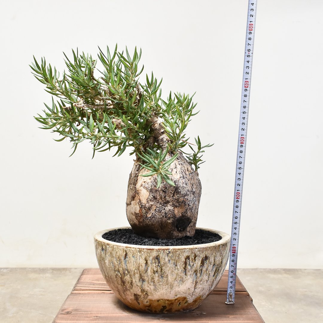 パキポディウム ビスピノーサム 