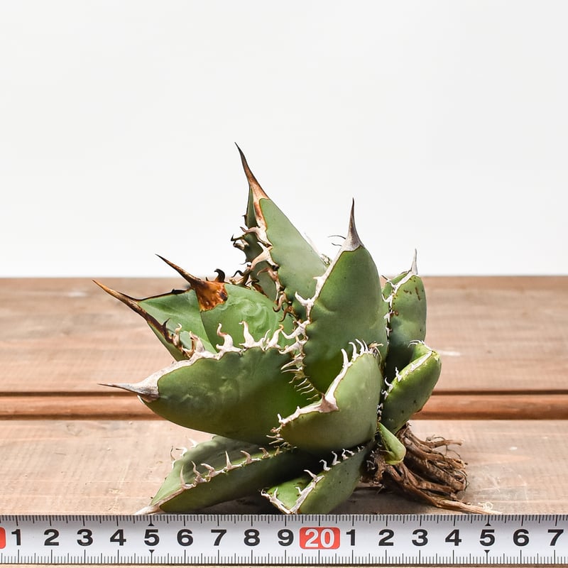 国内実生最高峰】アガベ オテロイ【OSPセレクト株 / 抜き苗 / 実生】44