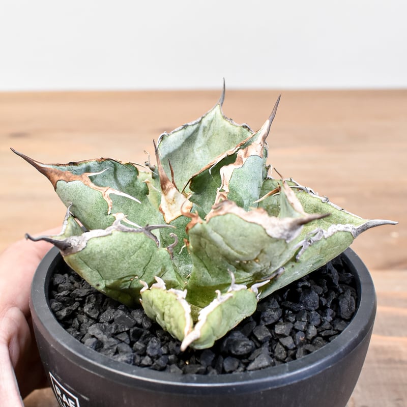 アガベ チタノタ 