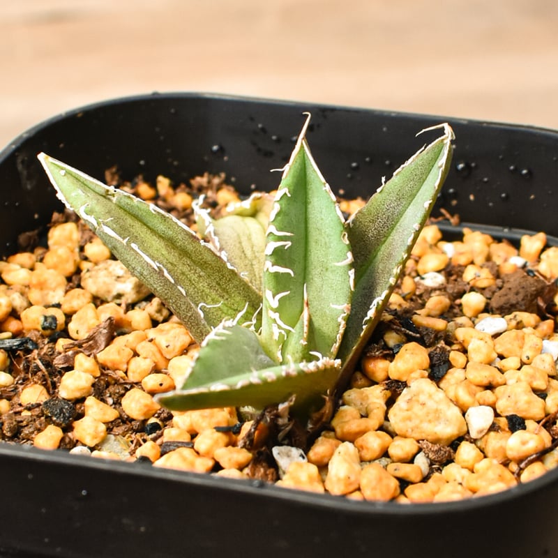 アガベ チタノタ 