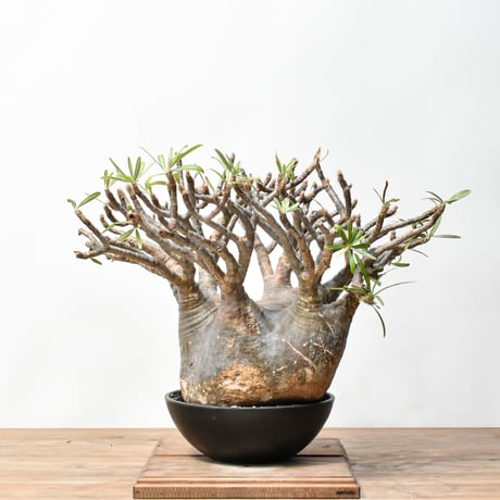 パキポディウムイノピナツム | STORES