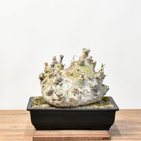 CATEGORY アデニア ペチュエリー | RAFLUM / ラフラム｜東京、大阪の