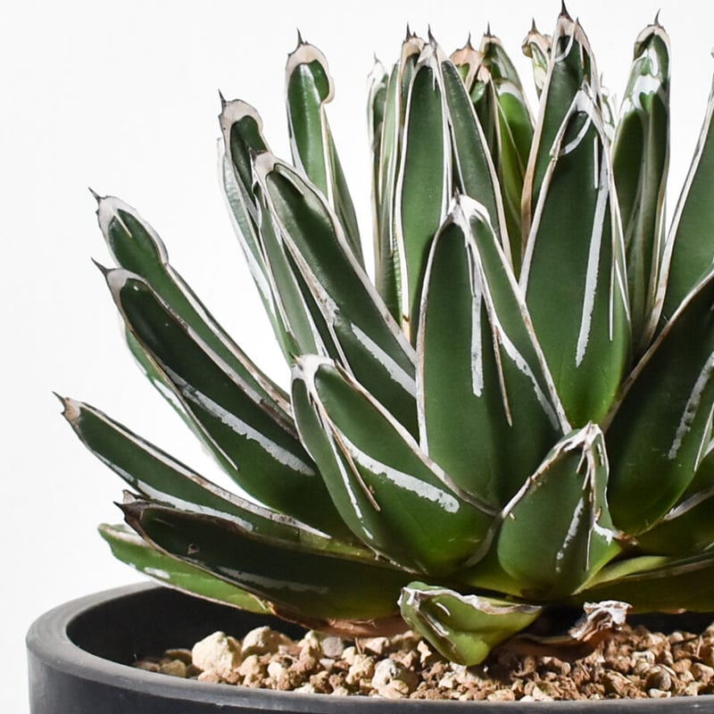 アガベ ビクトリアレジーナ(笹の雪)【大人気！笹の雪！気品あふれる美
