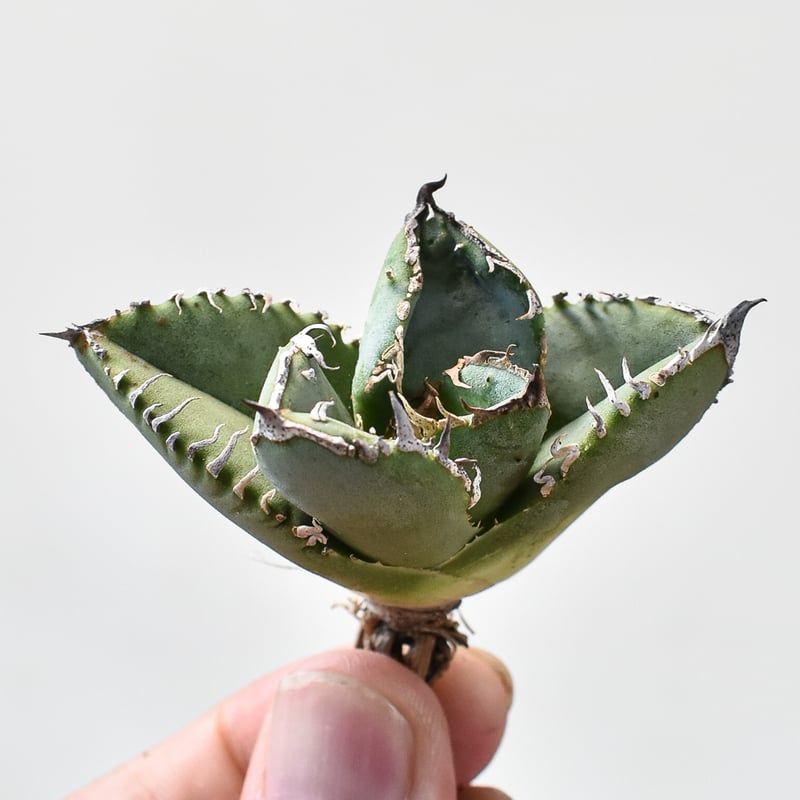 RAFLUM特選】アガベ チタノタ 麻花龍 【台湾 berlin産/子株/抜き苗】A