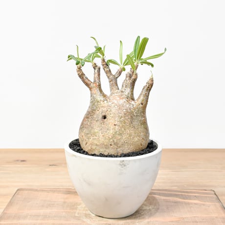 CATEGORY グラキリス | RAFLUM / ラフラム｜東京、大阪の塊根植物