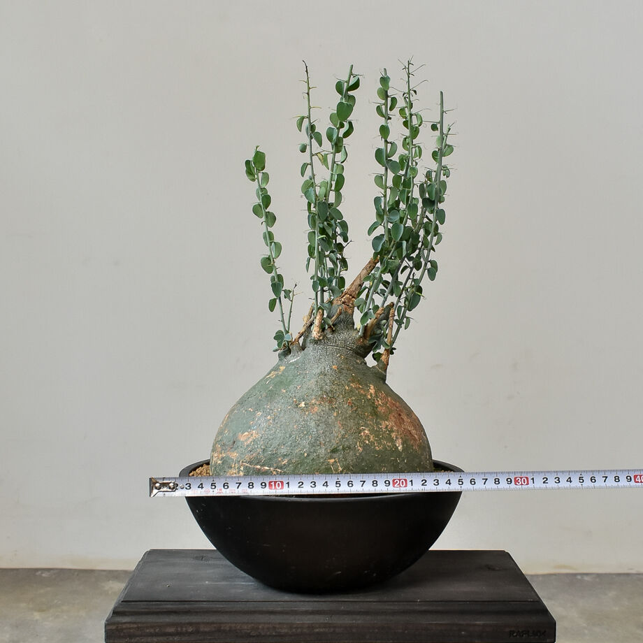 アデニア スピノーサ （発根済み）RF230476 | RAFLUM / ラフラム｜東京