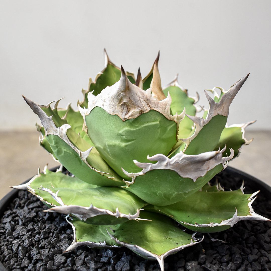 アガベ 白犀牛 OC 親株出品 ライズ血統 コレクション株 大株 親株出品