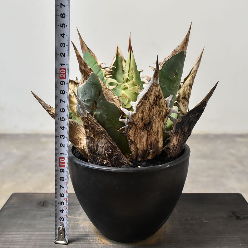 アガベ オアハカ 