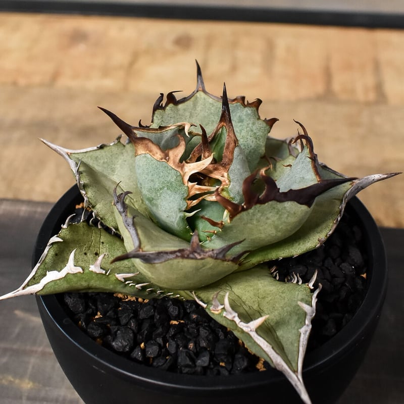 アガベ チタノタ フェニックス 