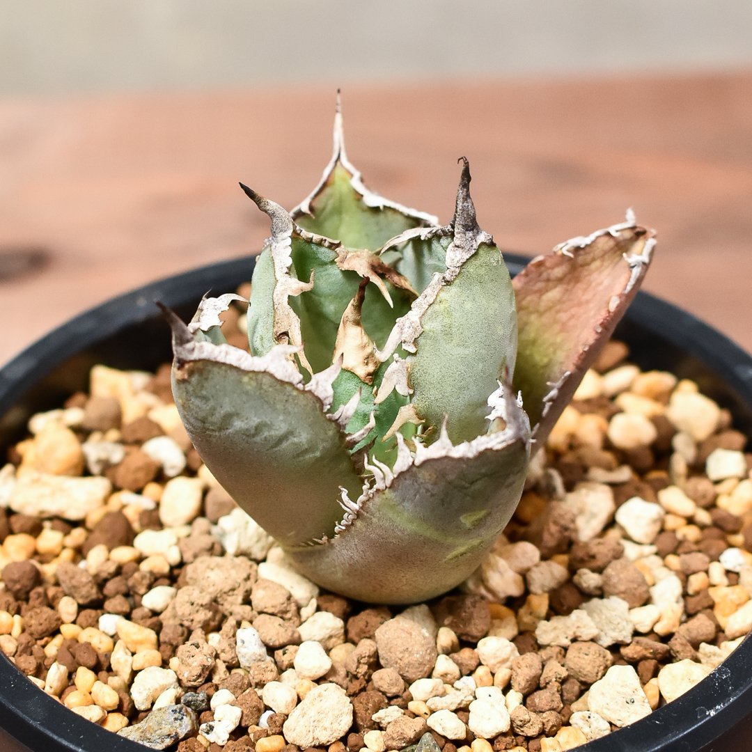 アガベ チタノタ 