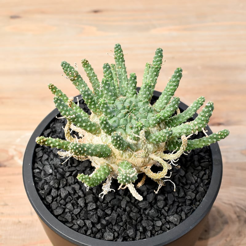 レア】ユーフォルビア ガムケンシス 塊根植物 コーデックス ボタニカル