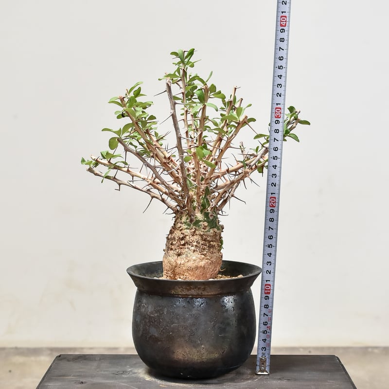 フォークイエリア コルムナリス 