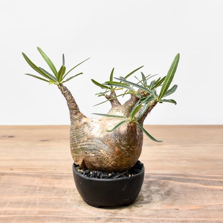 CATEGORY グラキリス | RAFLUM / ラフラム｜東京、大阪の塊根植物