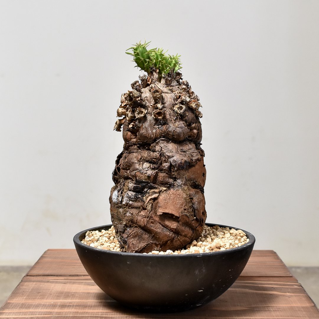 ユーフォルビア ムランジーナ 【発根済み】GM231964 | RAFLUM