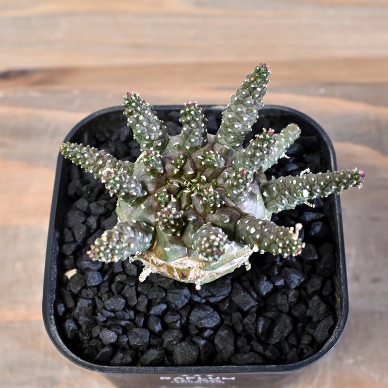 ユーフォルビア ガムケンシス【実生】RFHK25011180(T) | RAFLUM / ラフ