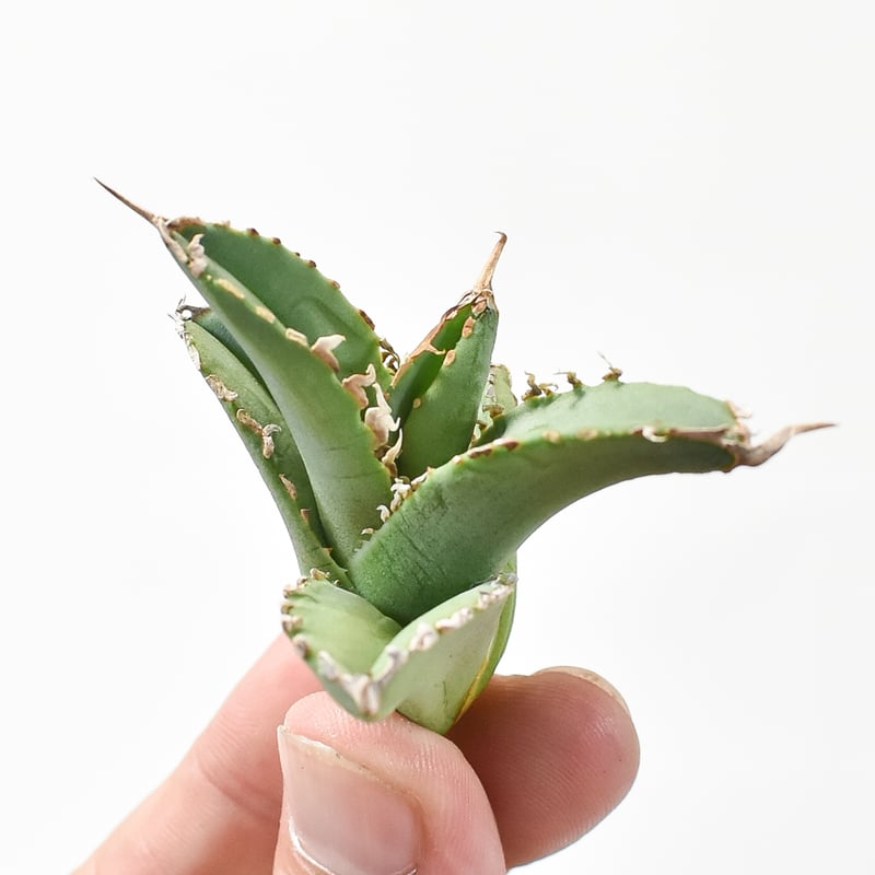 アガベ チタノタ ゴジラ 