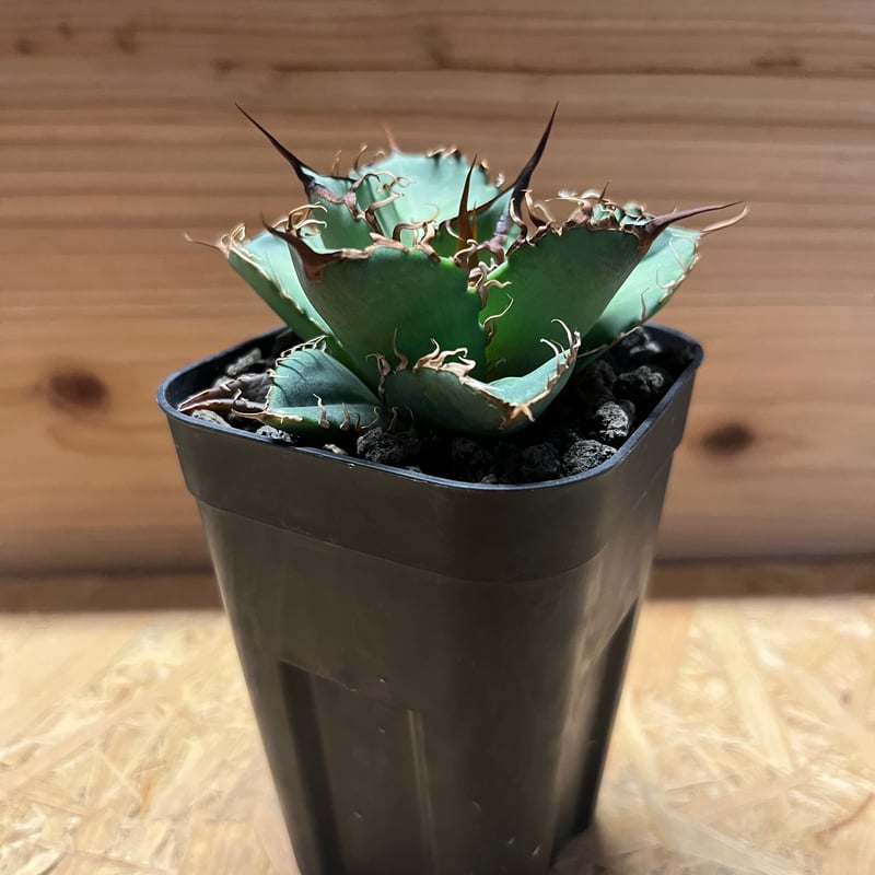 アガベ チタノタ オアハカ | GREEN LUCK