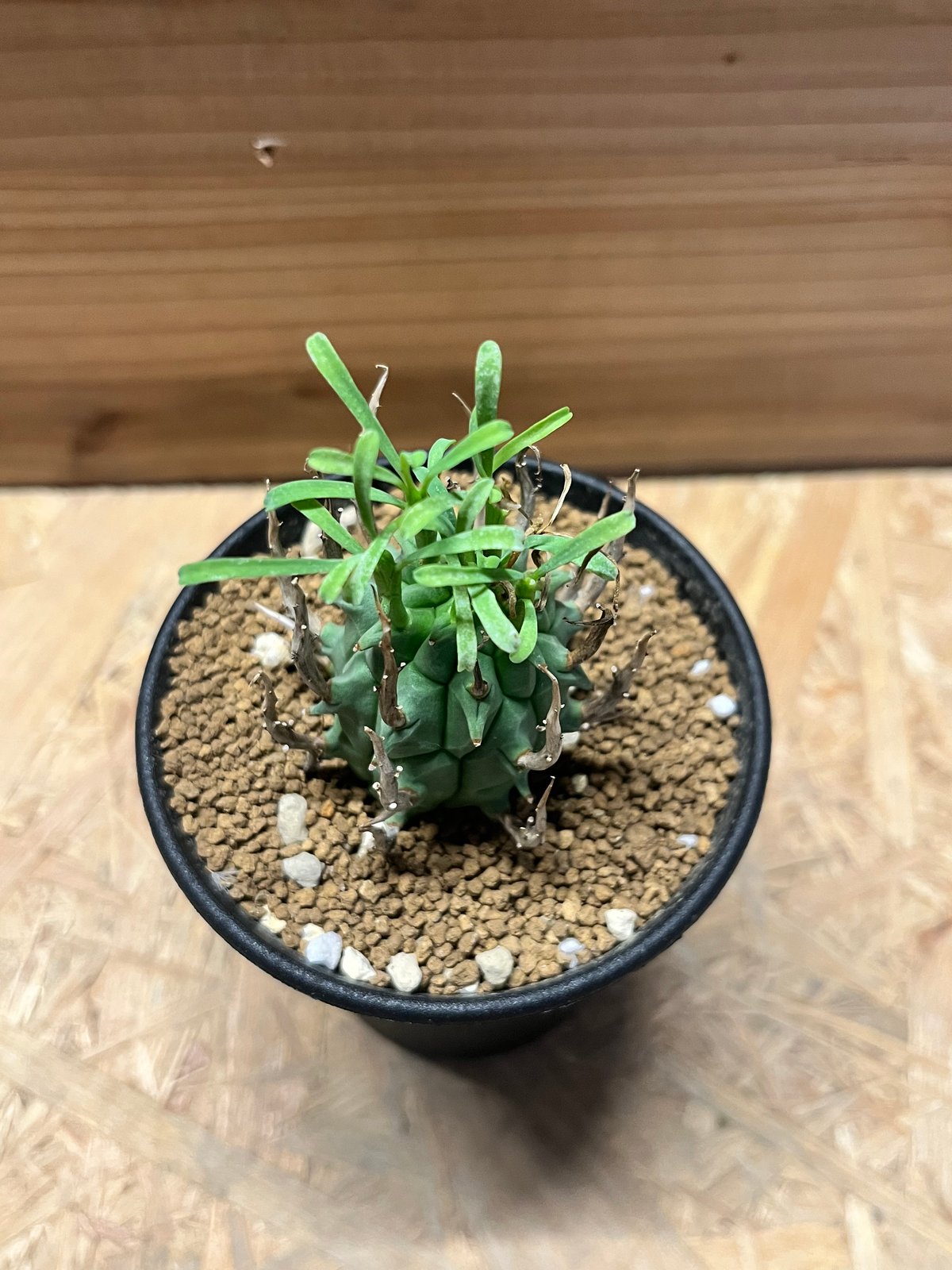 ユーフォルビア スコエンランディ 闘牛角 | GREEN LUCK