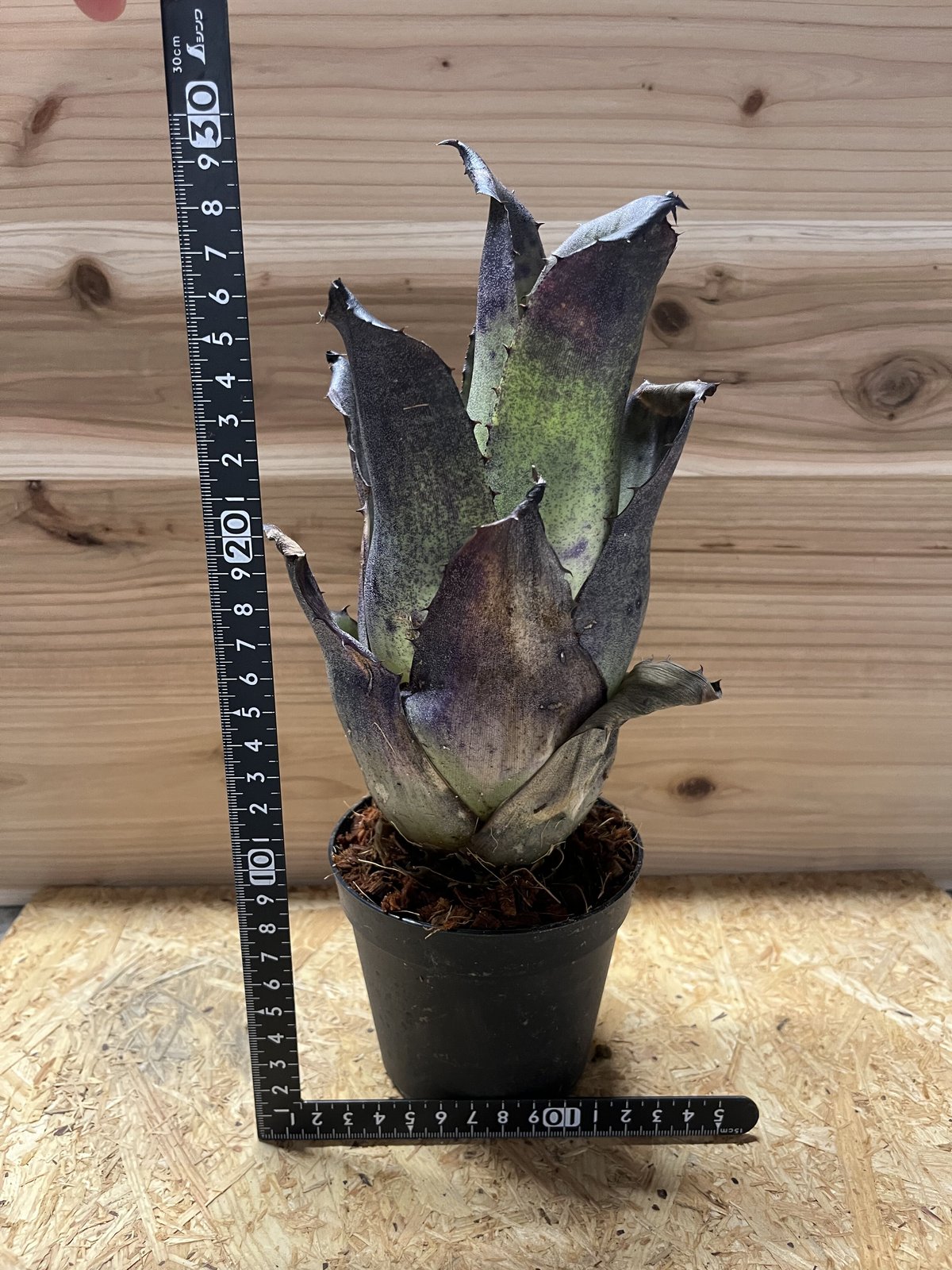 ホヘンベルギア レオポルドホルスティ ブラックフォーム | GREEN LUCK