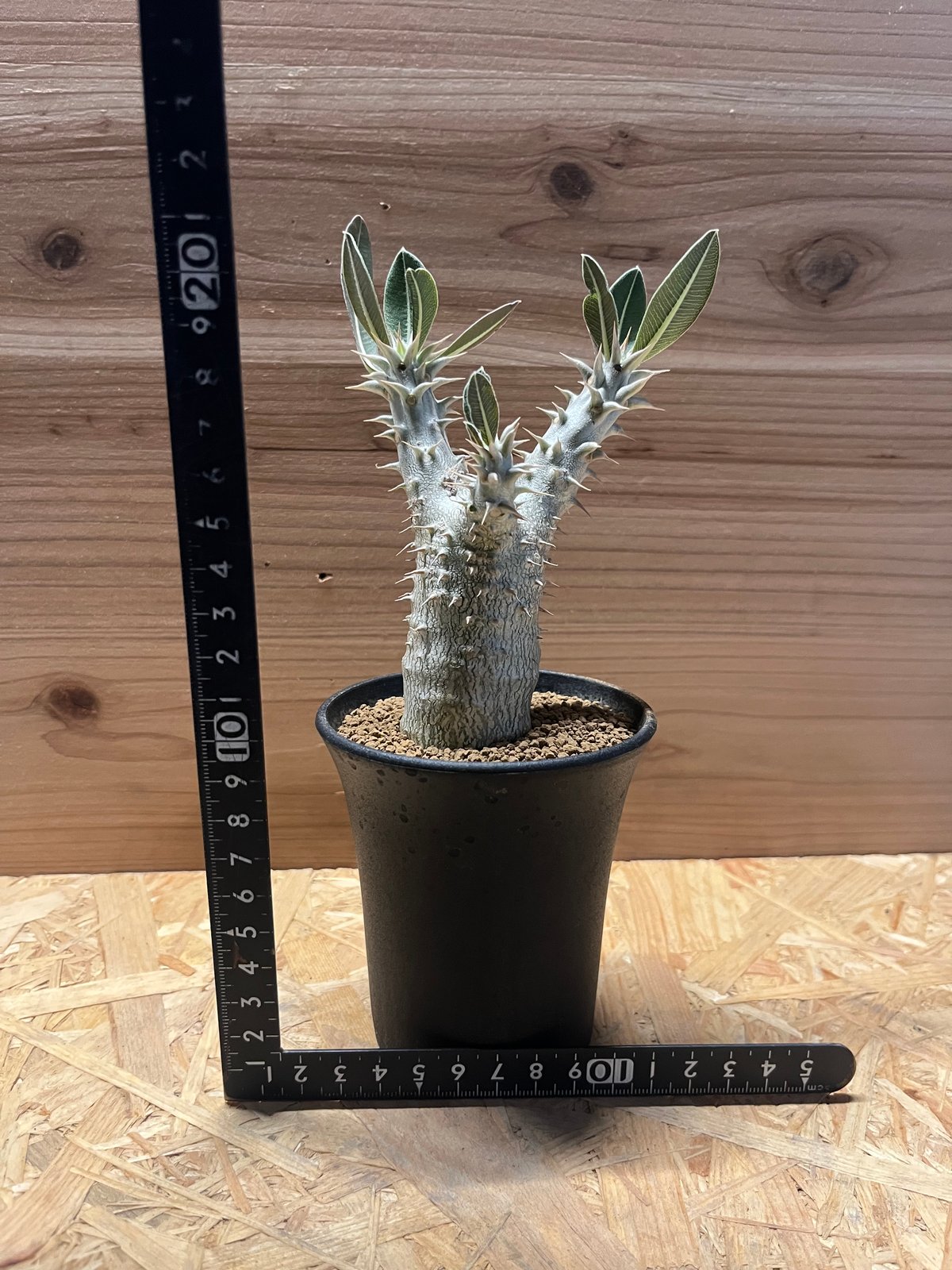 パキポディウム ホロンベンセ（鉢のまま発送） パキポディウム