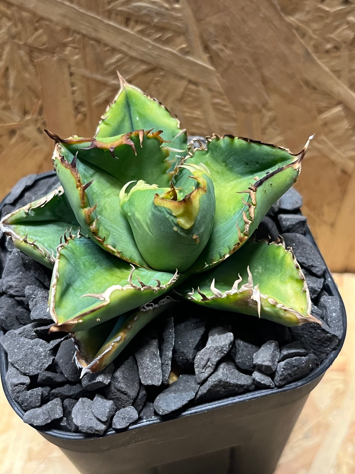 チタノタ ノーネーム コンパクタ ボールタイプ 子株付き アガベ