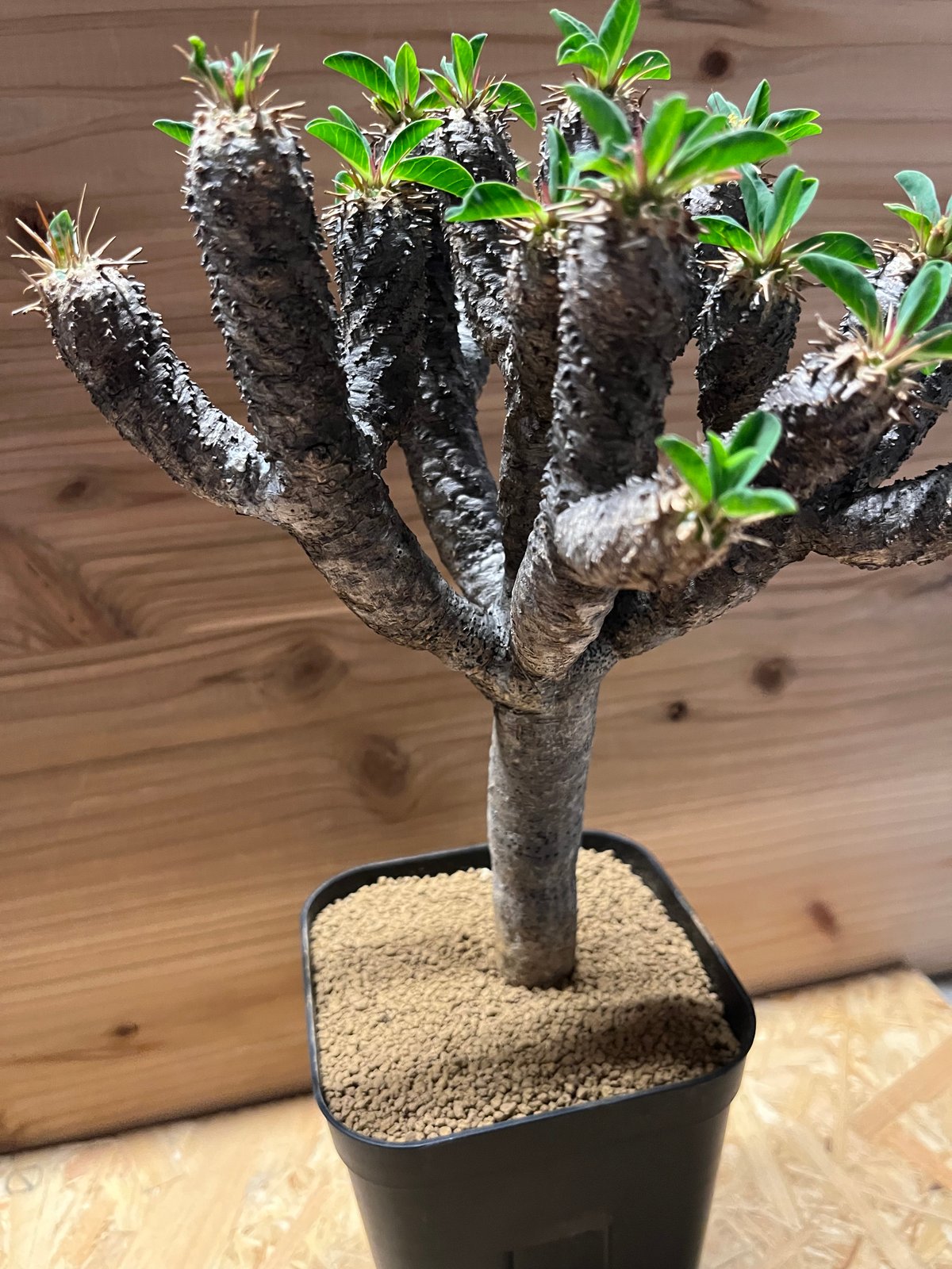 ユーフォルビア ギラウミニアナ 現地株 発根済み | GREEN LUCK