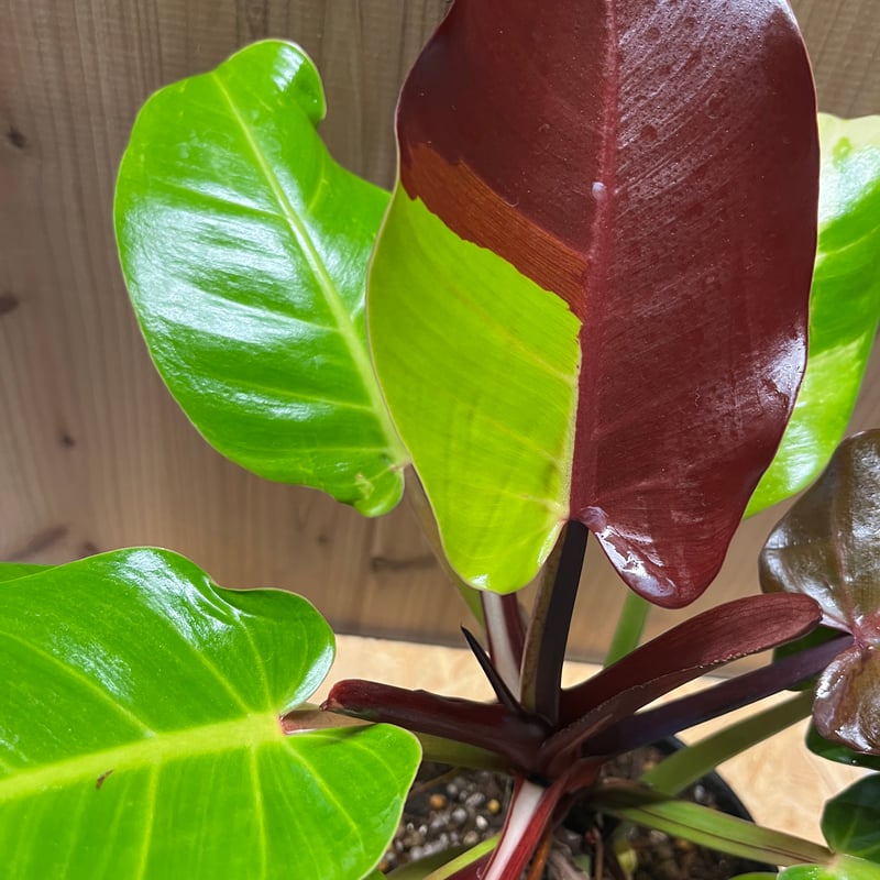 フィロデンドロン インペリアルイエローフレーム | GREEN LUCK