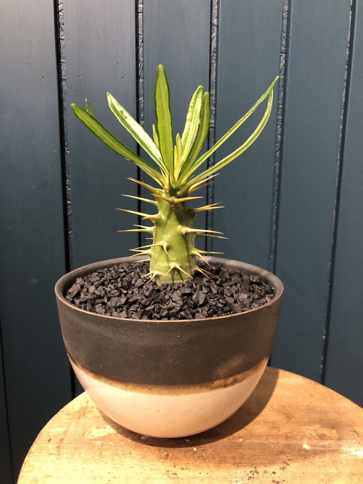 パキポディウム アンボンゲンセ 実生 | GREEN LUCK