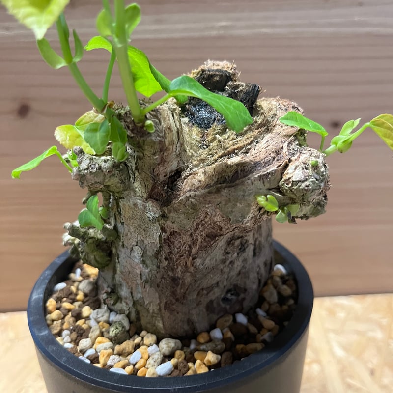 オオハマボウ （ユウナ） | GREEN LUCK