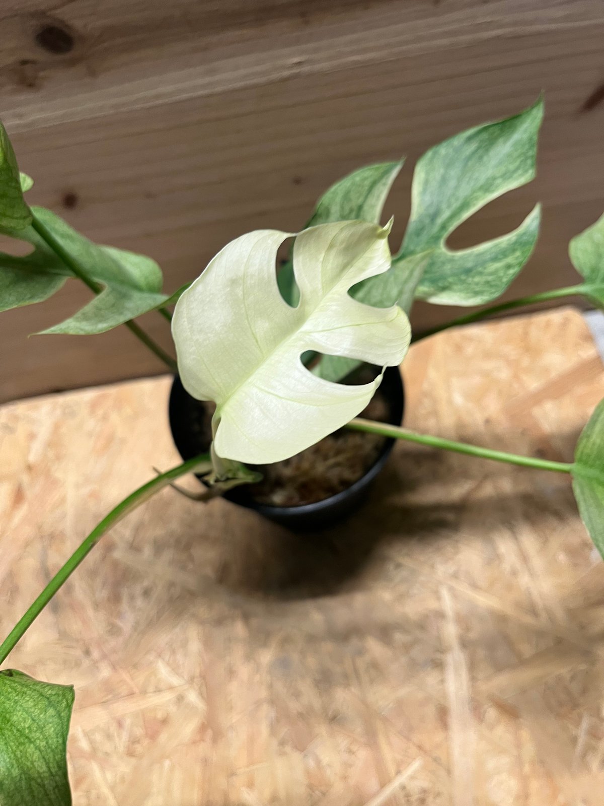 ラフィドフォラ テトラスペルマ ホワイトモンスター | GREEN LUCK