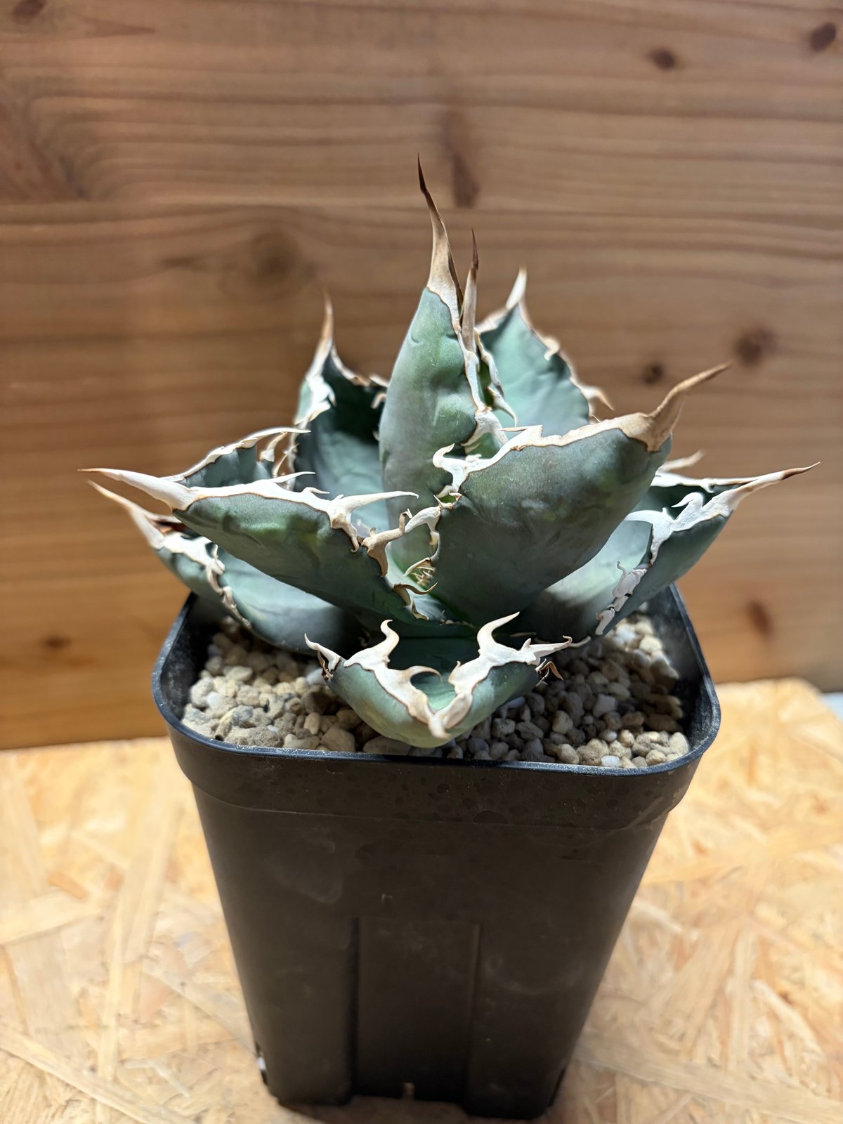 アガベ チタノタ 'ホワイトソーン' | GREEN LUCK